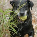 dog swimming in Oklahoma